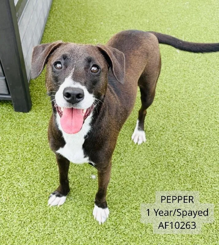 Pepper