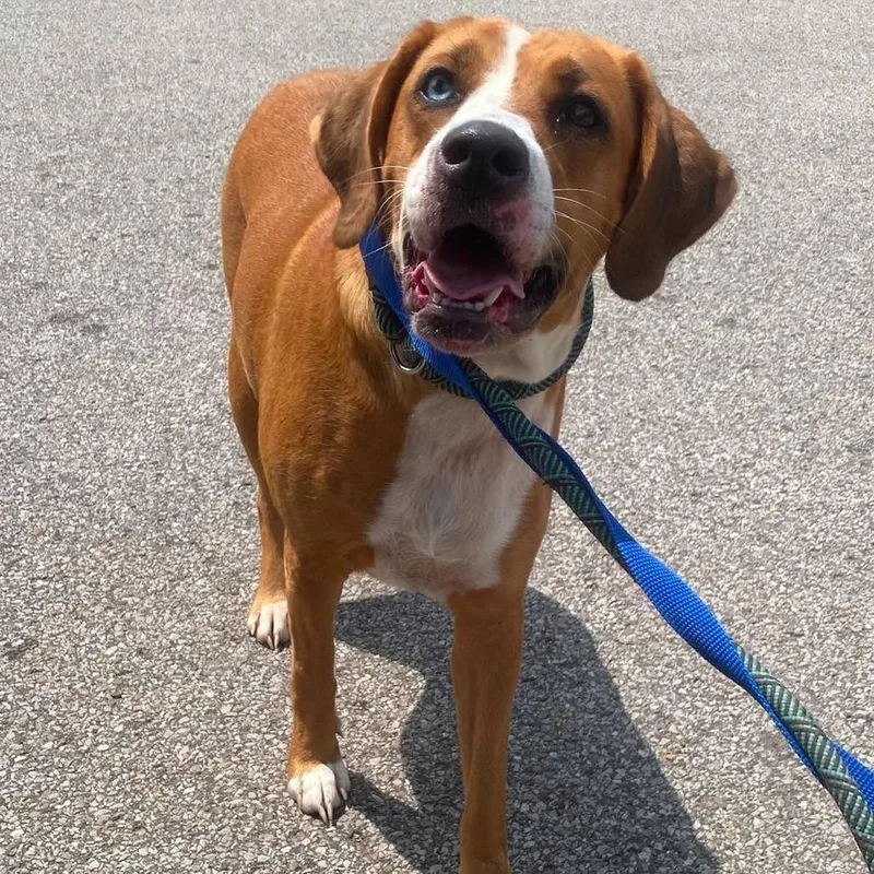 An adult large-sized female Yellow / Tan / Blond / Fawn Mixed Breed dog named Bertha Stray Hold for adoption in Huntington, WV