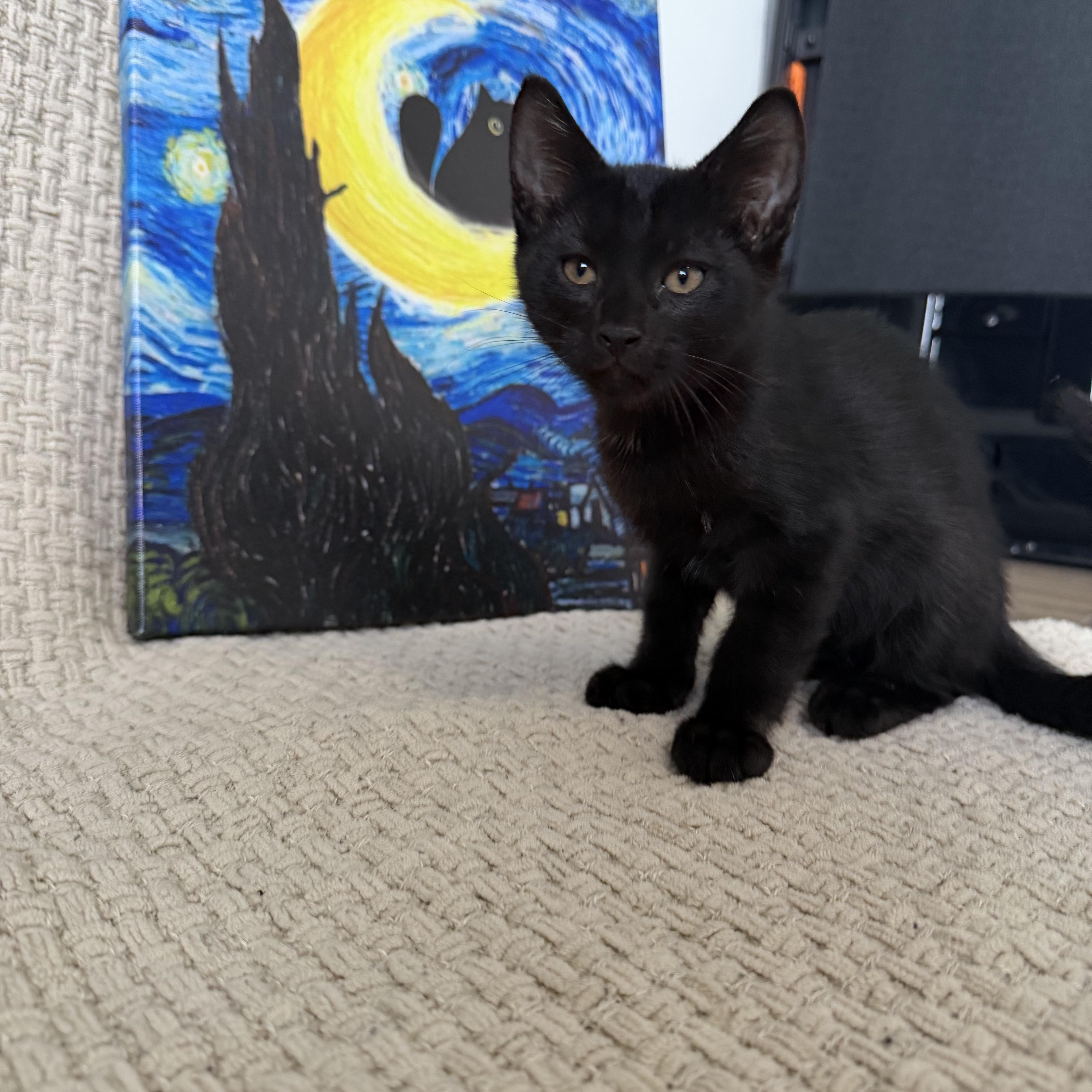 Binx thumbnail 5