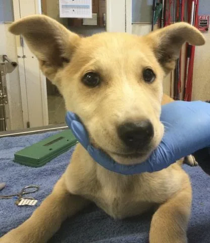 A baby small-sized female Siberian Husky dog named Lucy for adoption in Riverside, CA