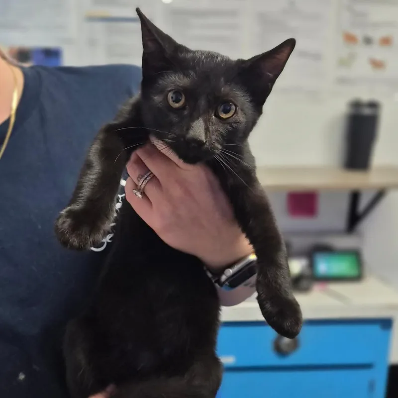 A baby small-sized male Black Domestic Short Hair cat named Sora for adoption in Wahiawa, HI
