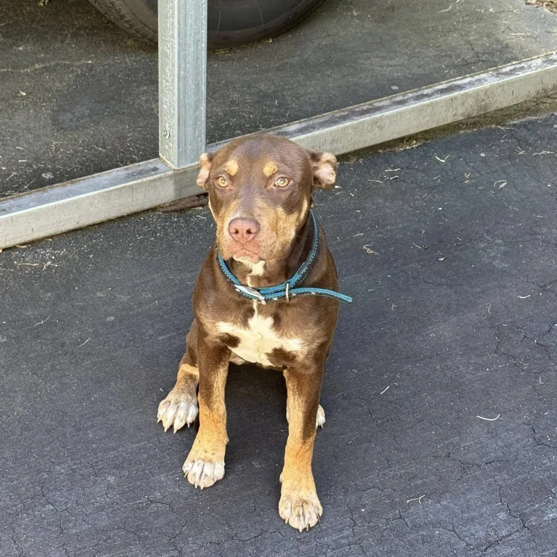A young medium-sized female Tricolor (Brown, Black, & White) Mixed Breed dog named Roxy for adoption in Bryson City, NC
