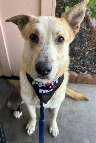 An adult large-sized male White / Cream Shepherd dog named Shadow  Longtime Resident! for adoption in Thousand Oaks, CA