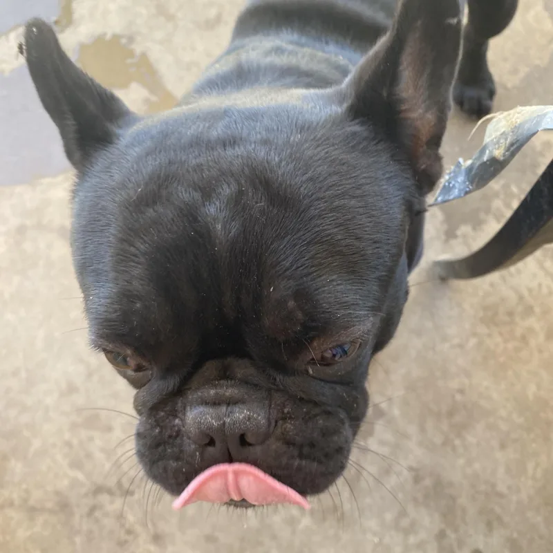 Rocky