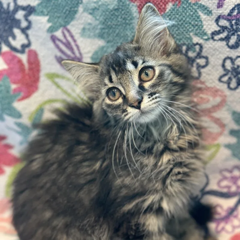 A baby small-sized female Brown / Chocolate Domestic Medium Hair cat named Squirtle for adoption in Matteson, IL