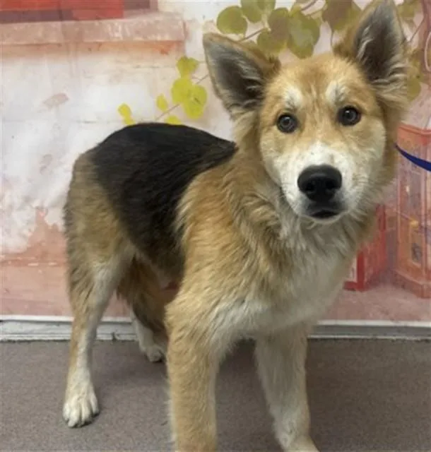 A young large-sized male German Shepherd Dog dog named Dex for adoption in San Bernardino, CA