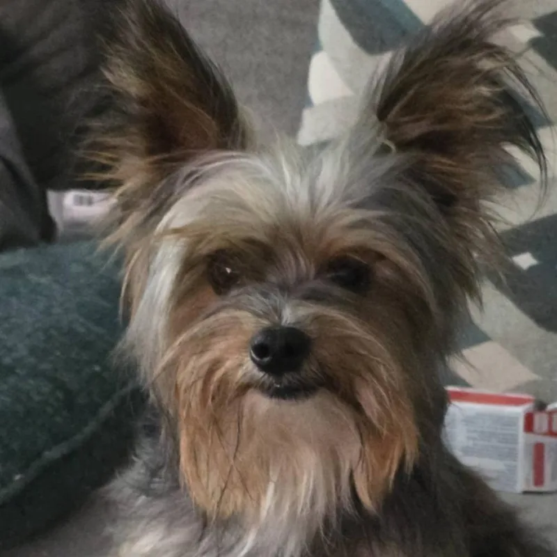 Spike