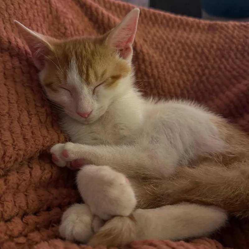 A baby small-sized male Domestic Short Hair cat named Cooper DeJean for adoption in York, PA