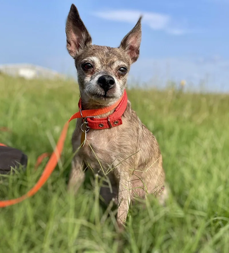 A senior small-sized female Chihuahua dog named Enid Tx for adoption in Boonton, NJ