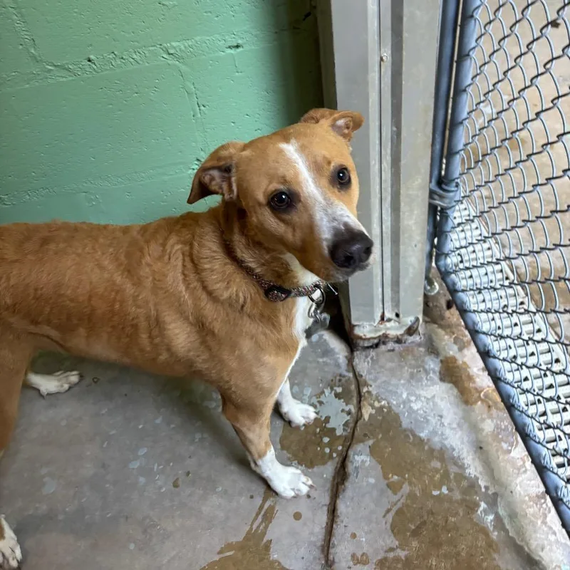 An adult medium-sized male Yellow / Tan / Blond / Fawn Basenji dog named Max for adoption in Franklin, NC
