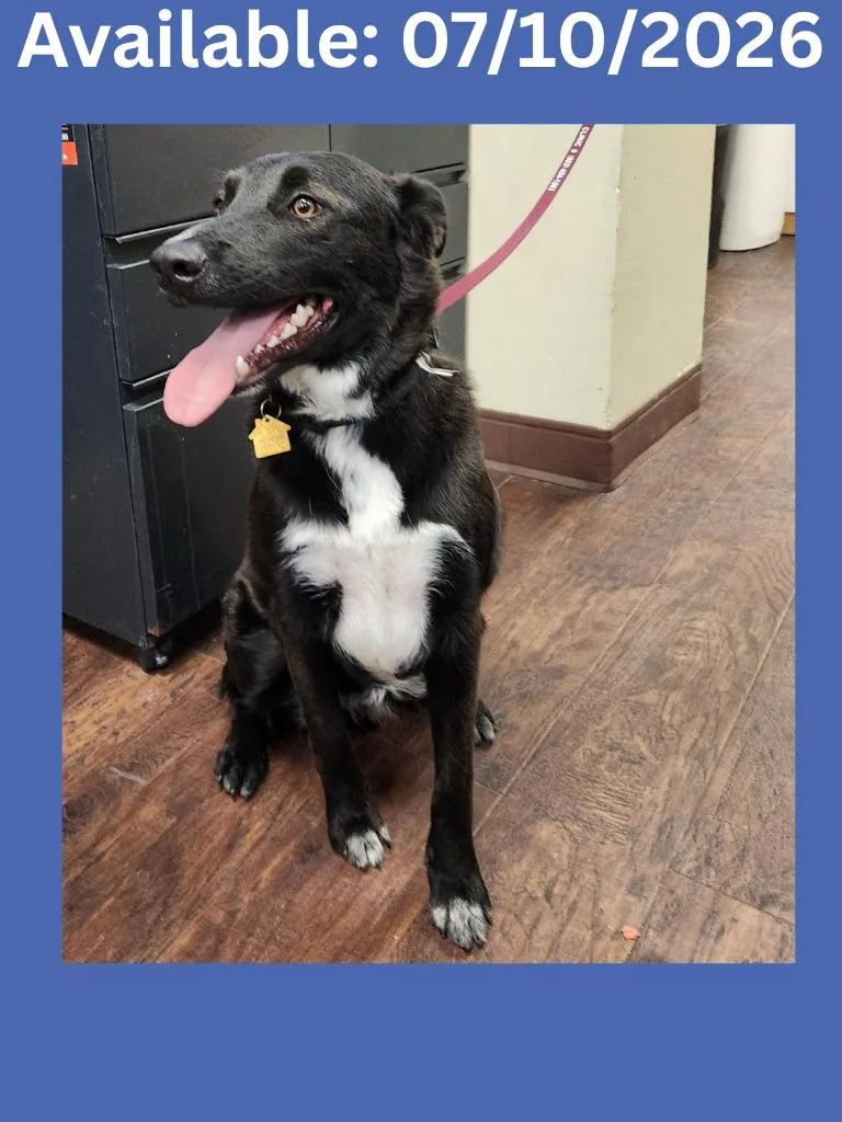 A young medium-sized male Labrador Retriever dog named Dog Kennel  Hugo for adoption in Greenville, TX