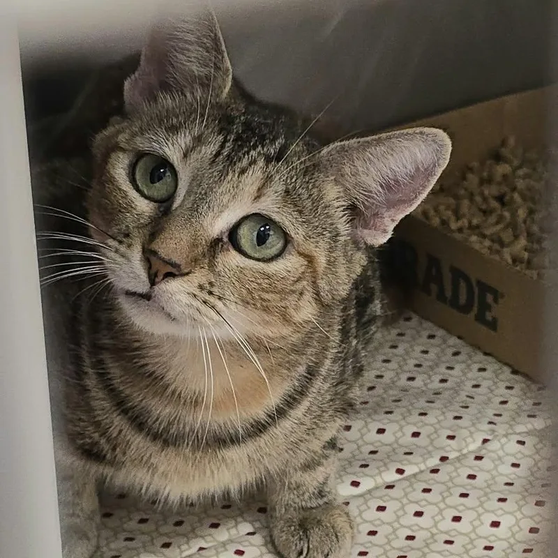 An adult medium-sized female Tabby (Brown / Chocolate) Domestic Short Hair cat named Bertha for adoption in Orange, VA