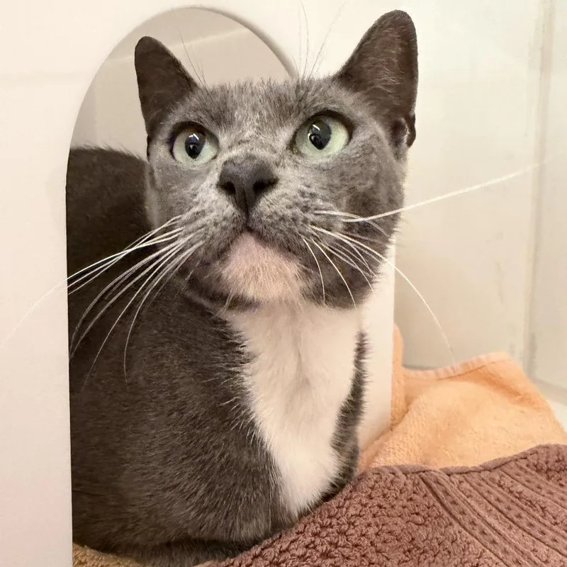An adult medium-sized female Domestic Short Hair cat named Cluster for adoption in Los Angeles, CA