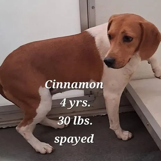 Cinnamon