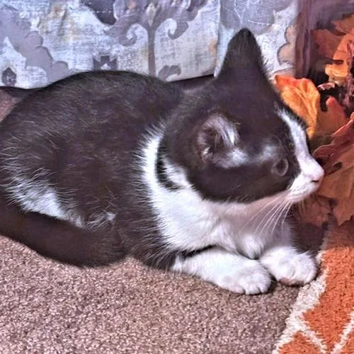 A baby medium-sized female Black & White / Tuxedo Domestic Short Hair cat named Baby for adoption in Rutherfordton, NC