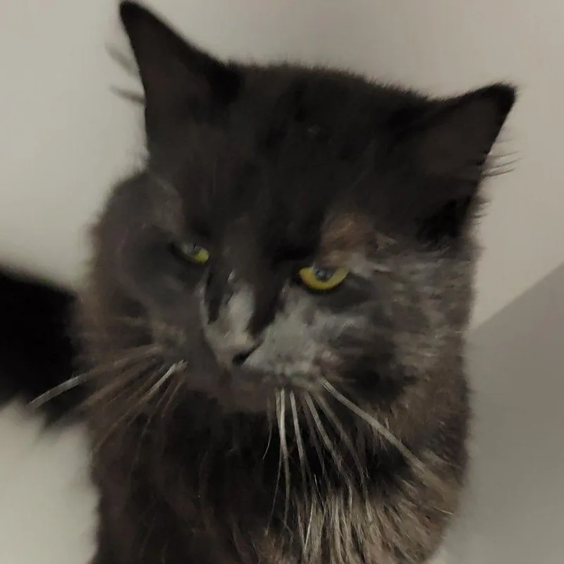 An adult medium-sized male Black Domestic Long Hair cat named Mystery for adoption in Newark, DE