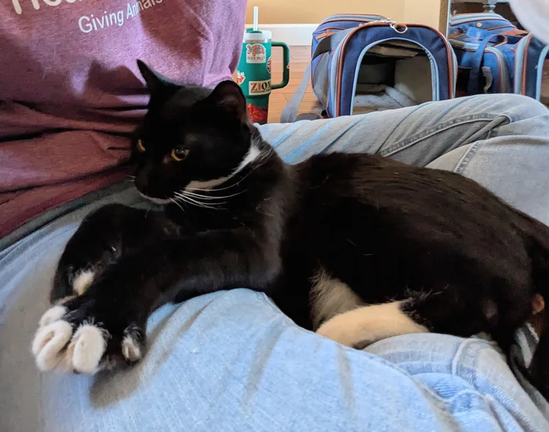 A young medium-sized male Black & White / Tuxedo Domestic Short Hair cat named Mr. Right for adoption in Las Vegas, NV