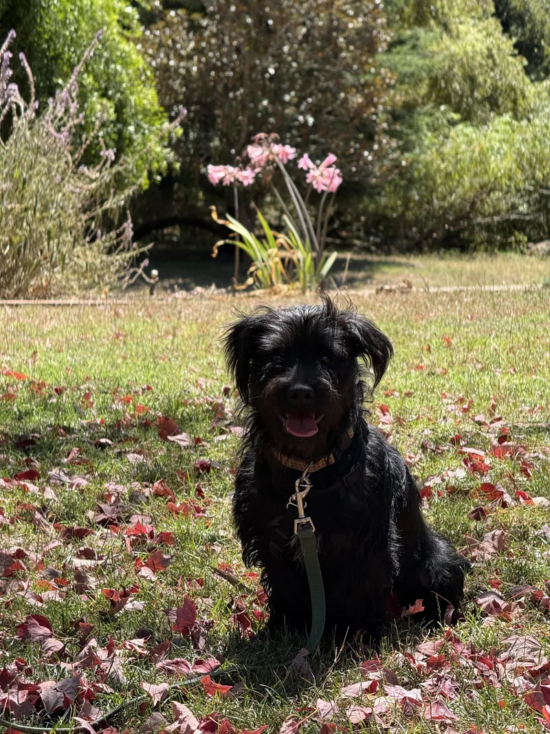 A young small-sized male Black Terrier dog named Toby for adoption in Petaluma, CA