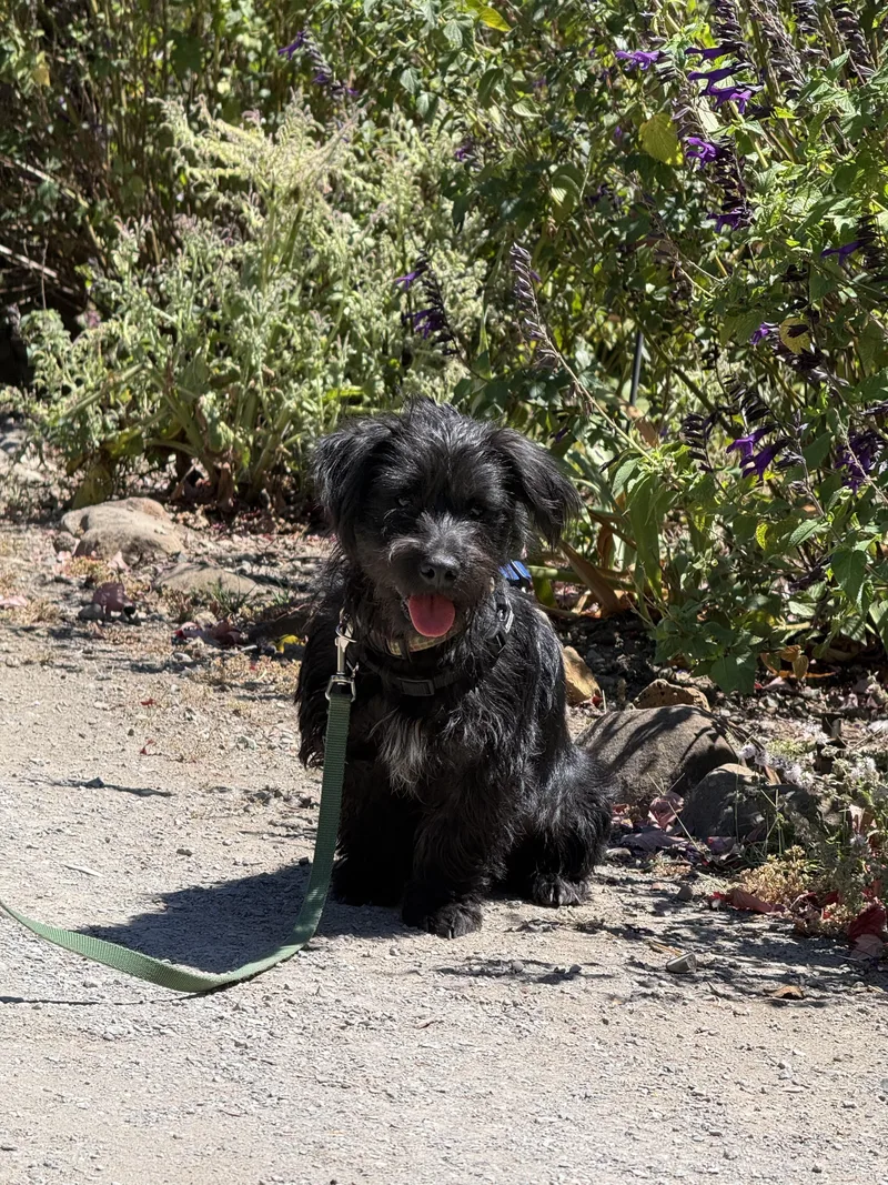 Toby thumbnail 3