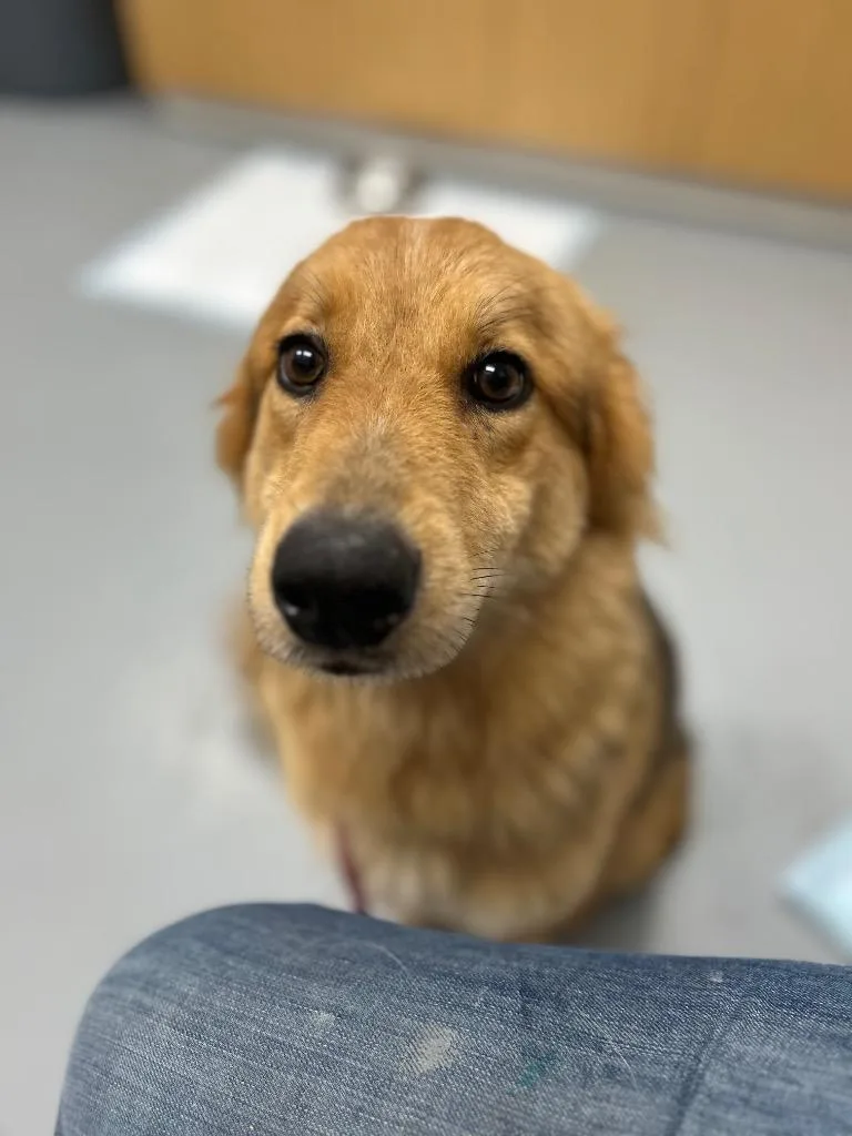 Hazel