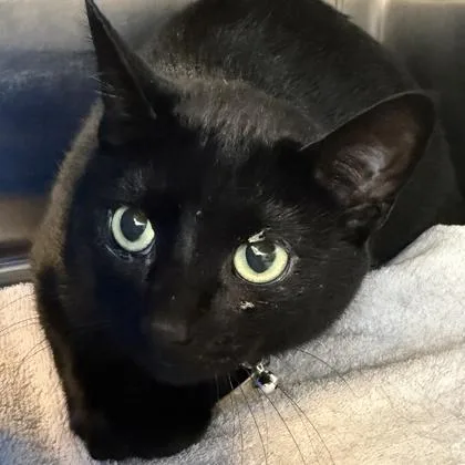 An adult medium-sized female Black Domestic Short Hair cat named Gigi for adoption in Lansing, MI