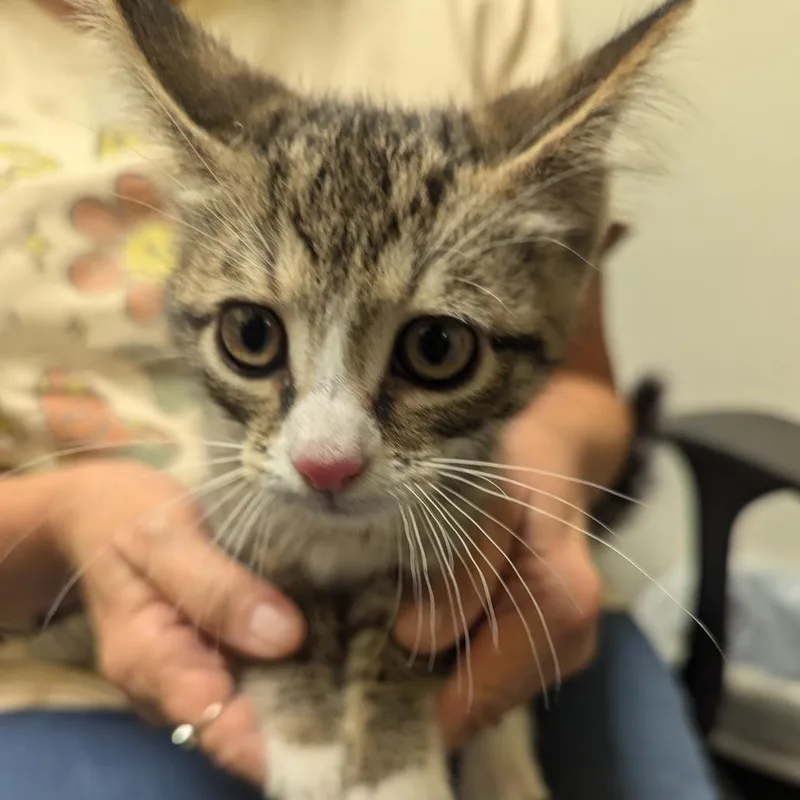 A baby small-sized male Brown / Chocolate Domestic Short Hair cat named Johnny Apple Seed for adoption in Charlottesville, VA