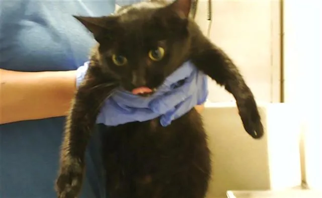 An adult large-sized female Domestic Short Hair cat named Scrappy for adoption in Fayetteville, NC