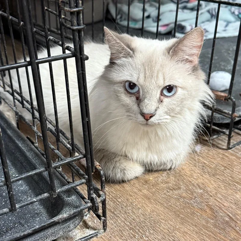 An adult small-sized female White Domestic Short Hair cat named Birdie for adoption in Midland, TX