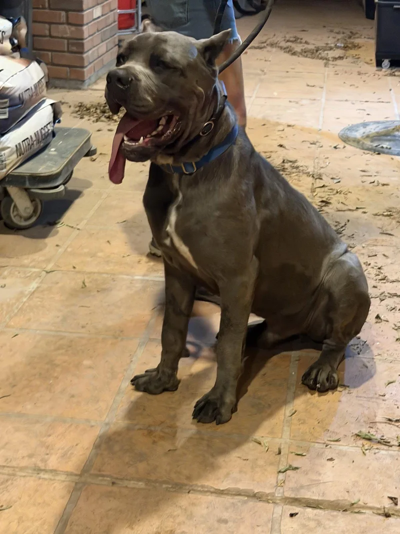 A young medium-sized male Cane Corso dog named Roman for adoption in Glendale, AZ