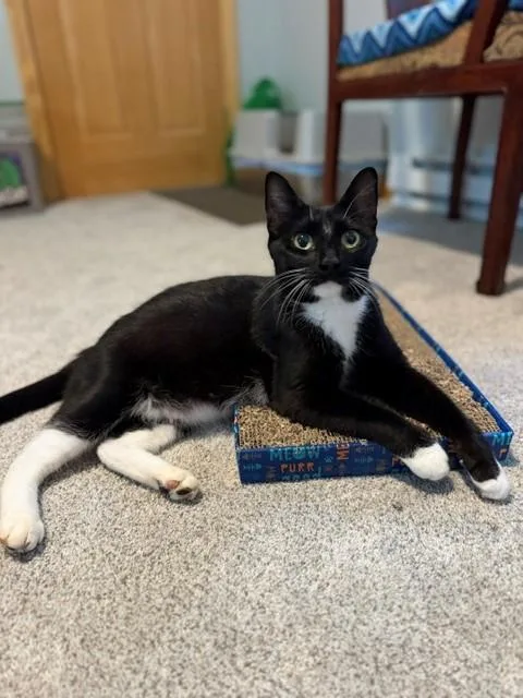 A young medium-sized female Domestic Short Hair cat named Monica for adoption in Terryville, CT
