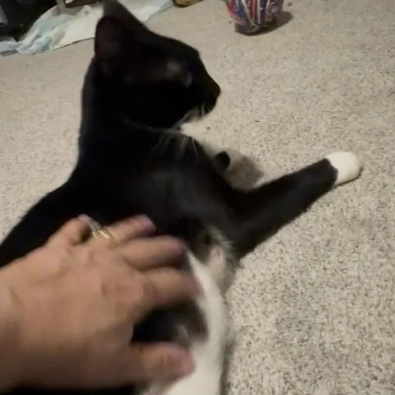 Monica thumbnail 6