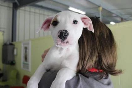 A young large-sized male Pit Bull Terrier dog named Reynolds for adoption in Kansas City, MO