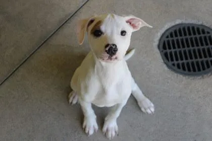 Reynolds thumbnail 2