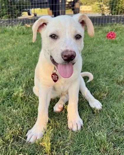 A baby medium-sized male Labrador Retriever dog named Riley for adoption in Malvern, PA