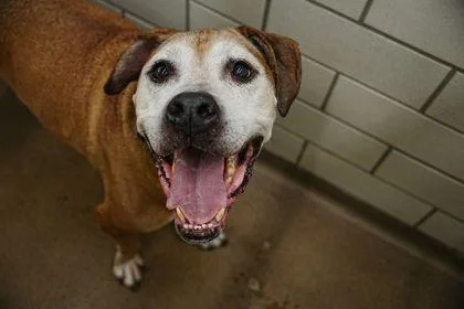 An adult large-sized male Rhodesian Ridgeback dog named Odie for adoption in Golden Valley, MN