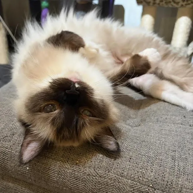 A young medium-sized female Ragdoll cat named Princess Buttercup for adoption in Rochester, NY