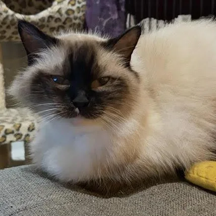 Princess Buttercup thumbnail 2
