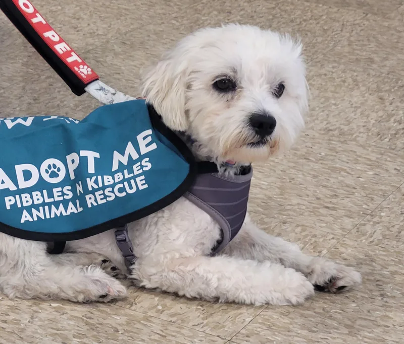 An adult small-sized male White / Cream Maltese dog named Ziggy for adoption in Reseda, CA