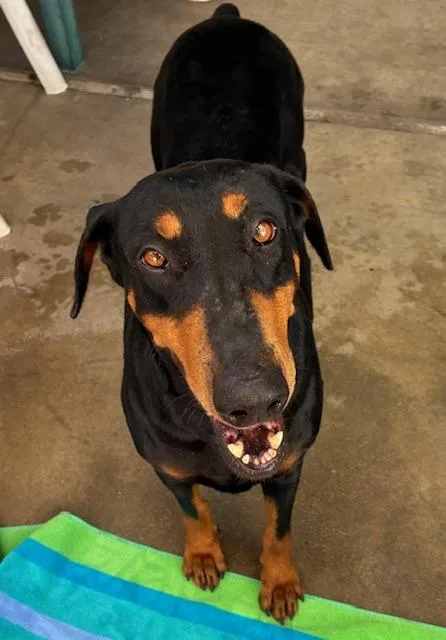An adult large-sized female Doberman Pinscher dog named Chisca for adoption in Canoga Park, CA