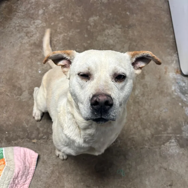 An adult medium-sized male Mixed Breed dog named Goose for adoption in Corbin, KY