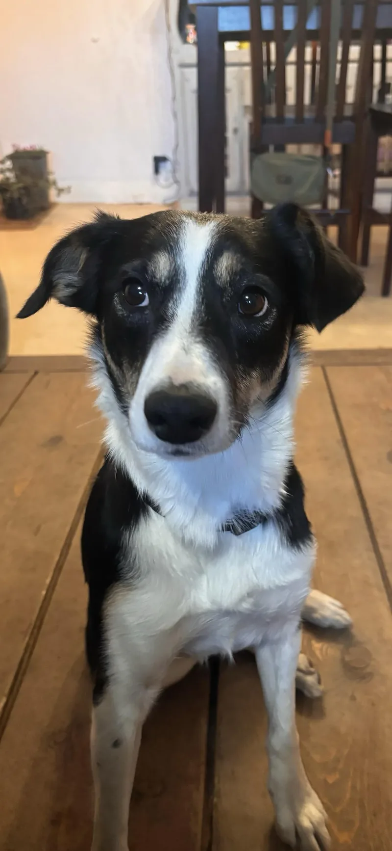 An adult medium-sized female Black Border Collie dog named dot Courtesy Listing for adoption in Polson, MT