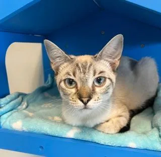 A young medium-sized female Chocolate Point Siamese cat named Frankie for adoption in Winter Haven, FL