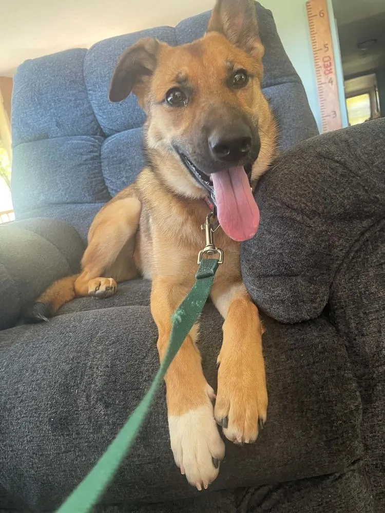A baby medium-sized female German Shepherd Dog dog named Lemonade for adoption in Fredonia, WI