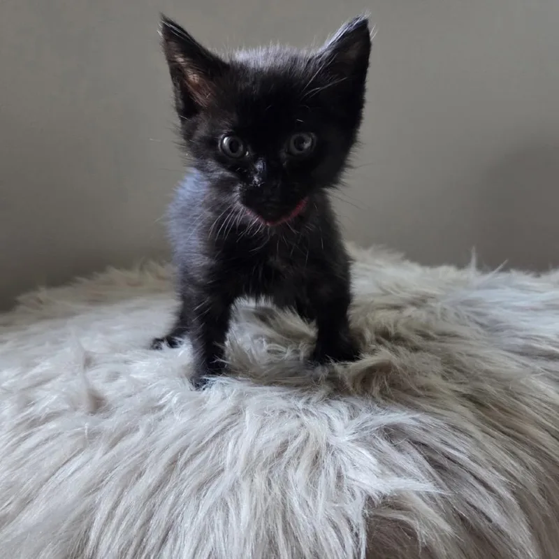 A baby small-sized female Black Domestic Short Hair cat named Stella for adoption in Hamburg, NY