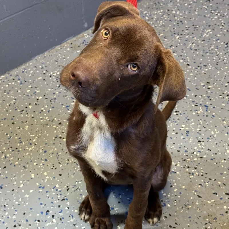 A young medium-sized female Brown / Chocolate Chocolate Labrador Retriever dog named TUSCStray for adoption in Tuscaloosa, AL