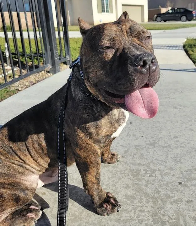 An adult large-sized male American Staffordshire Terrier dog named Franklin for adoption in Redlands, CA