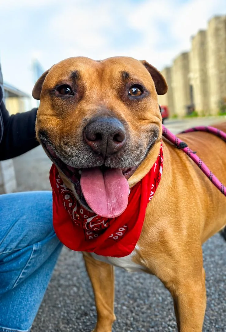 An adult medium-sized male Staffordshire Bull Terrier dog named Romeo for adoption in Los Angeles, CA