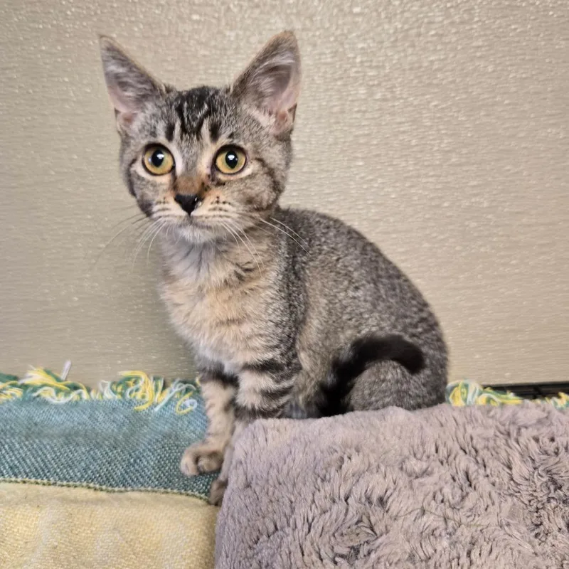 A baby small-sized female Brown / Chocolate Domestic Short Hair cat named Prinsen for adoption in Pennsville, NJ