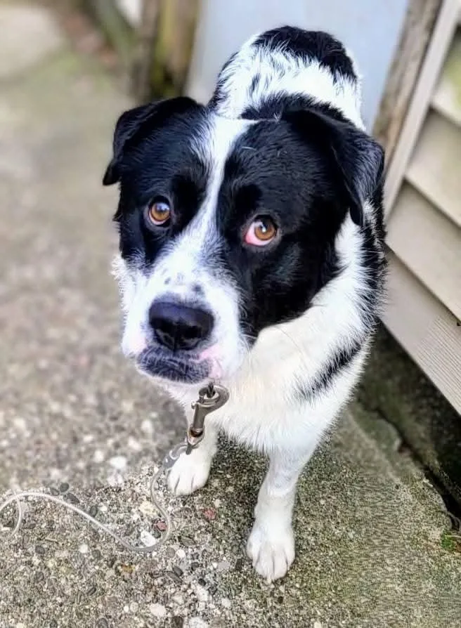 A young medium-sized male Black Border Collie dog named Panda for adoption in Grand Rapids, MI