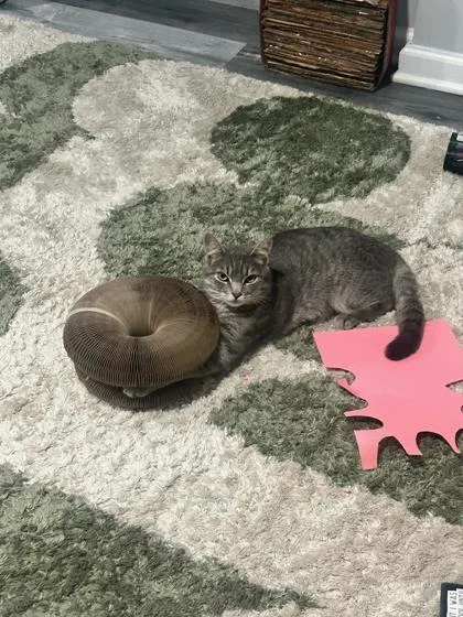 An adult medium-sized male Domestic Short Hair cat named Trini for adoption in West Chester, PA
